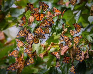 'Monarch Migration, Pt. 1'
